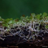 Utricularia striatula Sm.